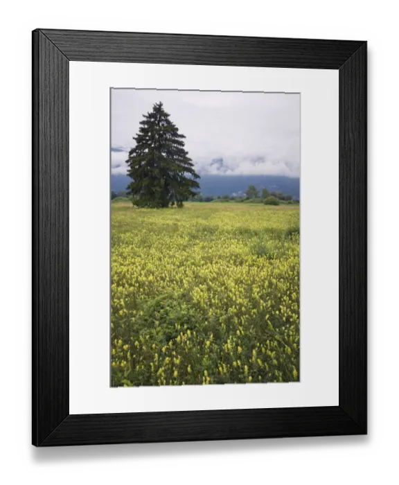Framed Print : Eurepean yellow rattle (Rhinanthus alectorolophus) flowering in alpine meadow, Liechtenstein Framed Print : Eurepean yellow rattle (Rhinanthus alectorolophus) flowering in alpine meadow, Liechtenstein