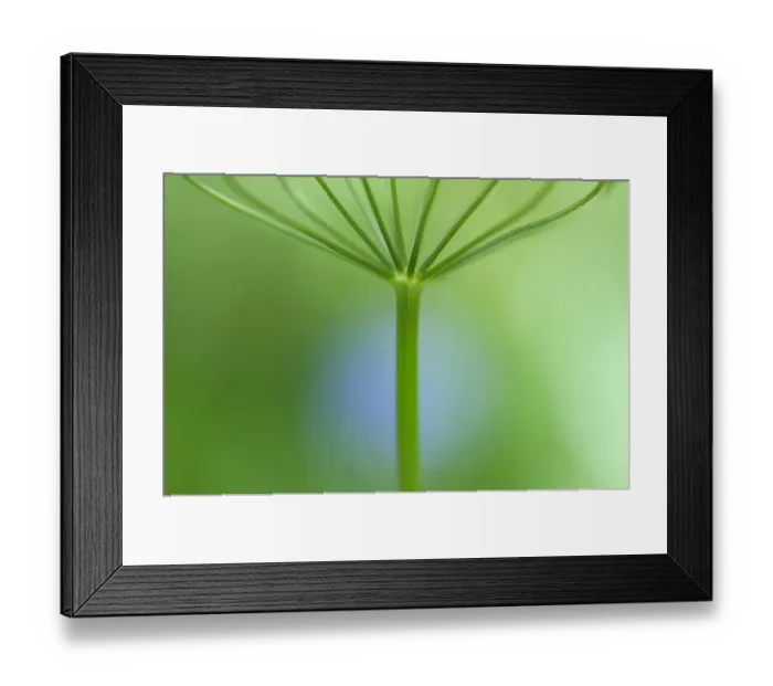 Framed Print : Alpine lovage (Ligusticum mutellina) stem, Liechtenstein, June 2009 Framed Print : Alpine lovage (Ligusticum mutellina) stem, Liechtenstein, June 2009