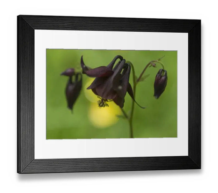 Framed Print : Dark columbine (Aquilegia atrata) flower, Liechtenstein, June 2009 Framed Print : Dark columbine (Aquilegia atrata) flower, Liechtenstein, June 2009