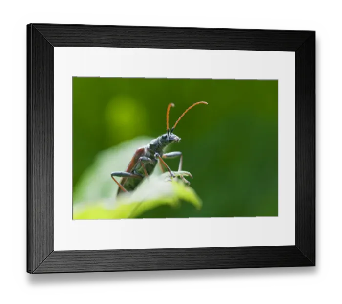 Framed Print : Two banded longhorn beetle (Rhagium bifasciatum) on leaf, Liechtenstein, June 2009 Framed Print : Two banded longhorn beetle (Rhagium bifasciatum) on leaf, Liechtenstein, June 2009