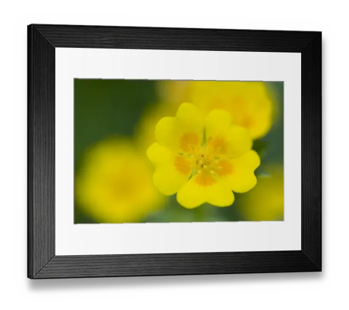 Framed Print : Golden cinquefoil (Potentilla aurea) flowers, Liechtenstein, June 2009 Framed Print : Golden cinquefoil (Potentilla aurea) flowers, Liechtenstein, June 2009