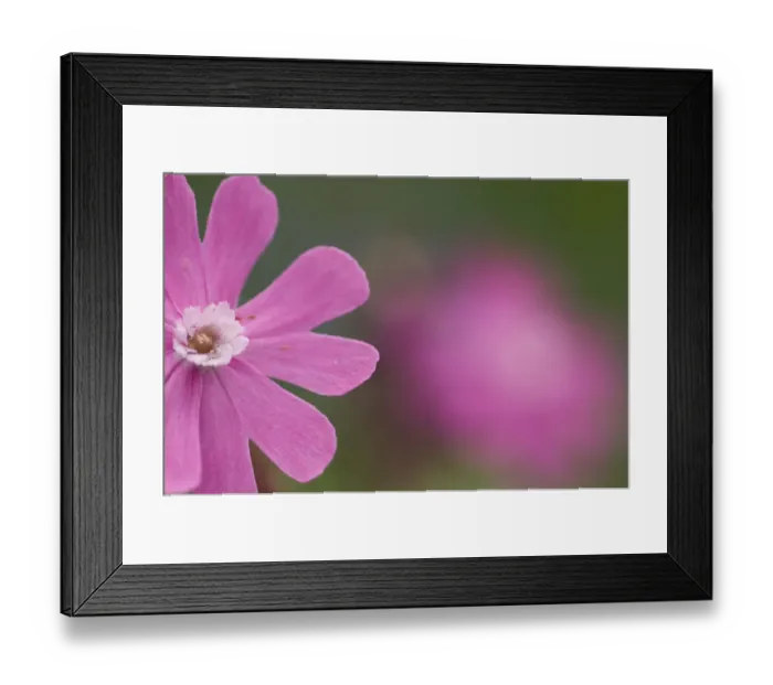 Framed Print : Red campion (Silene dioica) flower, Liechtenstein, June 2009 Framed Print : Red campion (Silene dioica) flower, Liechtenstein, June 2009