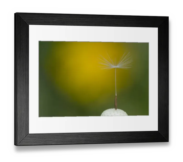 Framed Print : Mountain hawkbit (Leontodon montanus) with one seed left, Liechtenstein, June 2009 Framed Print : Mountain hawkbit (Leontodon montanus) with one seed left, Liechtenstein, June 2009