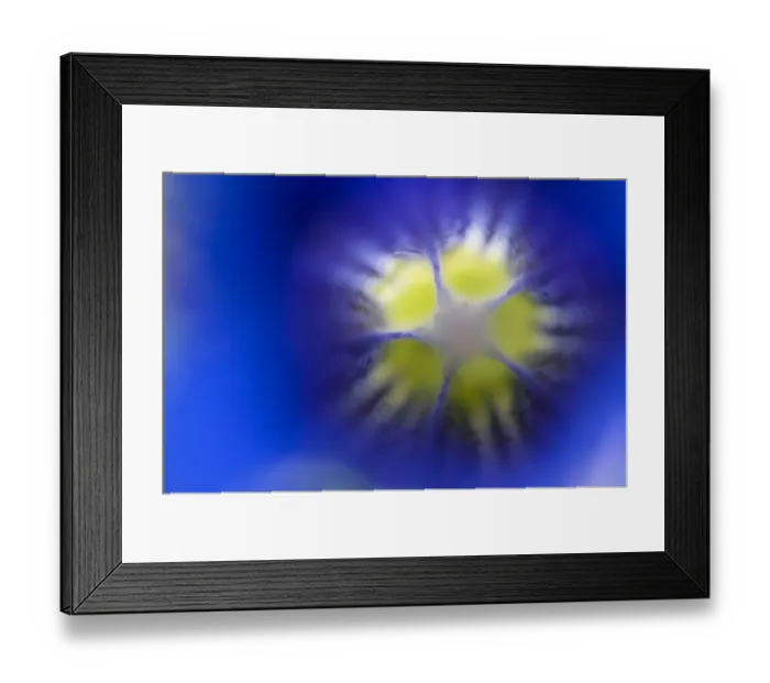 Framed Print : Stemless gentian (Gentiana clusii) close-up of flower, Liechtenstein, June 2009 Framed Print : Stemless gentian (Gentiana clusii) close-up of flower, Liechtenstein, June 2009