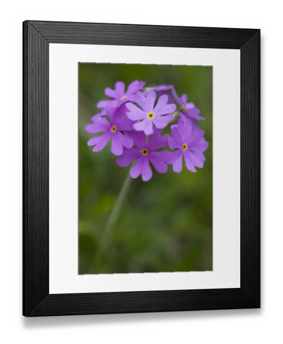 Framed Print : Birds eye primrose (Primula farinosa) in flower, Liechtenstein, June 2009 Framed Print : Birds eye primrose (Primula farinosa) in flower, Liechtenstein, June 2009