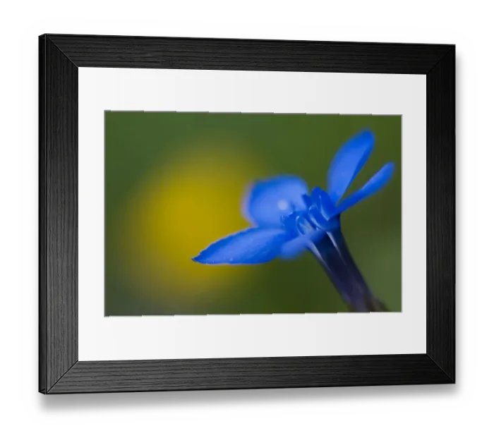 Framed Print : Spring gentian (Gentiana verna) flower, Liechtenstein, June 2009 Framed Print : Spring gentian (Gentiana verna) flower, Liechtenstein, June 2009