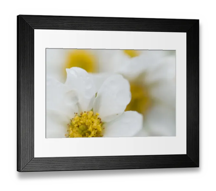 Framed Print : Narcissus-flowered anemone (Anemone narcissiflora) flowers, Liechtenstein, June 2009 Framed Print : Narcissus-flowered anemone (Anemone narcissiflora) flowers, Liechtenstein, June 2009