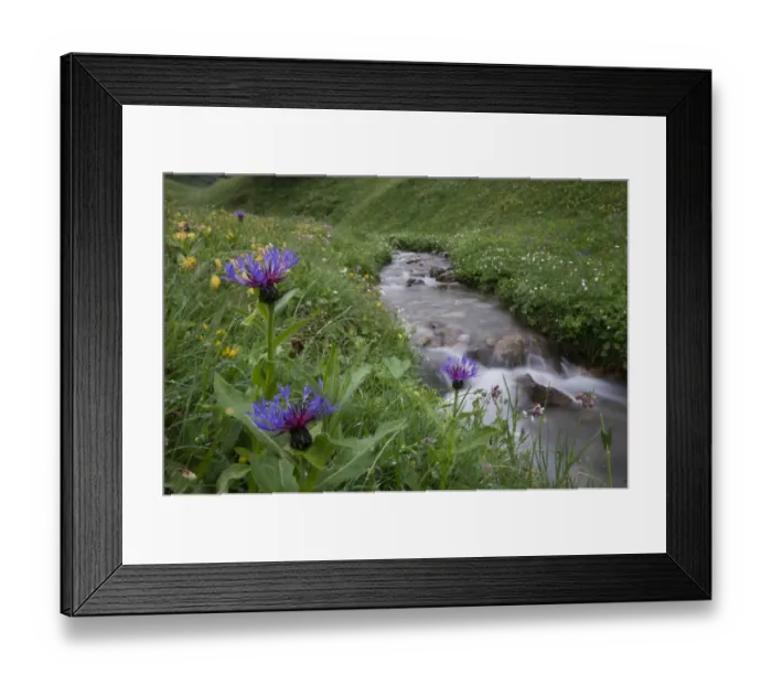 Framed Print : Mountain cornflower (Centaurea montana) flowering by a mountain stream, Liechtenstein Framed Print : Mountain cornflower (Centaurea montana) flowering by a mountain stream, Liechtenstein