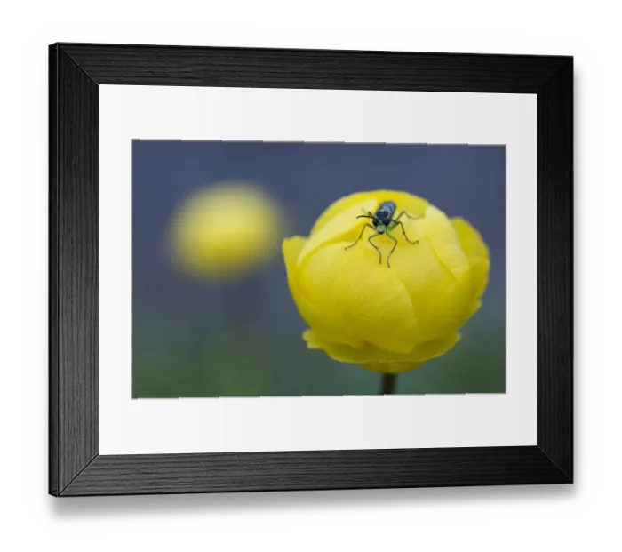 Framed Print : Sawfly (Symphyta sp) on Globeflower (Trollius europaeus) Liechtenstein, June 2009