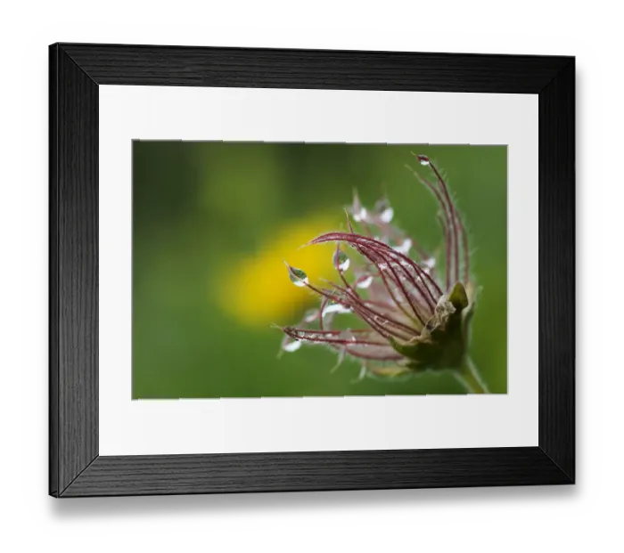 Framed Print : Pasque flower (Pulsatilla sp) seedhead with water droplets on it, Liechtenstein Framed Print : Pasque flower (Pulsatilla sp) seedhead with water droplets on it, Liechtenstein