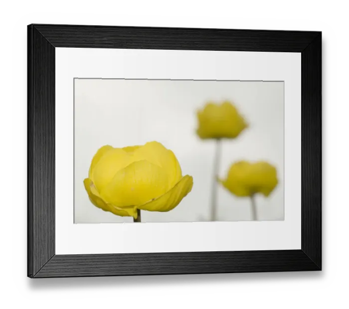 Framed Print : Three Globeflowers (Trollius europaeus) Liechtenstein, June 2009 Framed Print : Three Globeflowers (Trollius europaeus) Liechtenstein, June 2009
