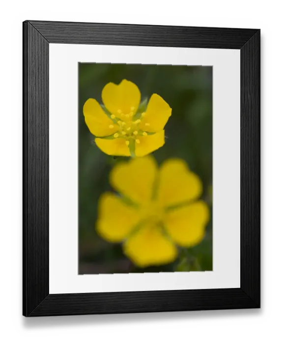 Framed Print : Two Potentilla brauneana flowers, Liechtenstein, June 2009 Framed Print : Two Potentilla brauneana flowers, Liechtenstein, June 2009