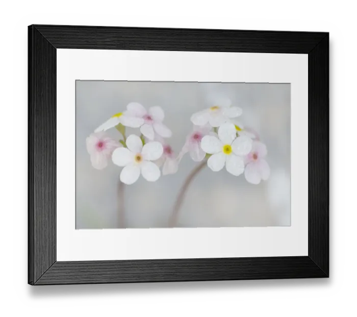 Framed Print : Androsace villosa flowers covered in water droplets, Liechtenstein, June 2009