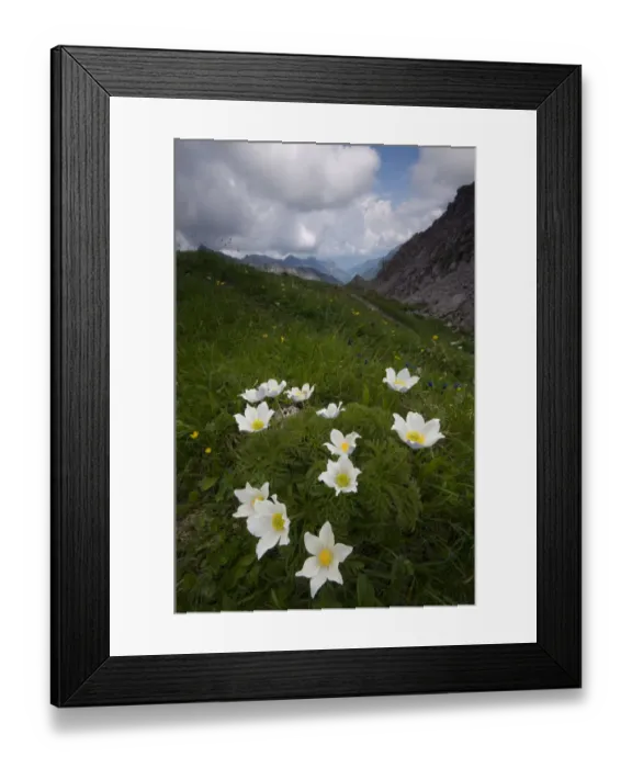Framed Print : Alpine pasqueflowers (Pulsatilla alpina) in flower, Liechtenstein, June 2009 Framed Print : Alpine pasqueflowers (Pulsatilla alpina) in flower, Liechtenstein, June 2009