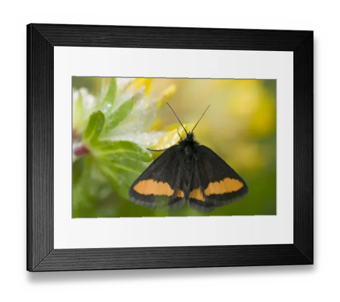 Framed Print : Geometrid moth (Psodos Quadrifaria) Liechtenstein, June 2009 Framed Print : Geometrid moth (Psodos Quadrifaria) Liechtenstein, June 2009