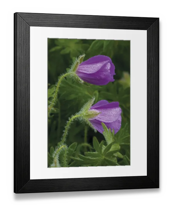 Framed Print : Bloody cranesbill (Geranium sanguineum) flowers covered in dew, Caprazlije area, Livanjsko Polje Framed Print : Bloody cranesbill (Geranium sanguineum) flowers covered in dew, Caprazlije area, Livanjsko Polje