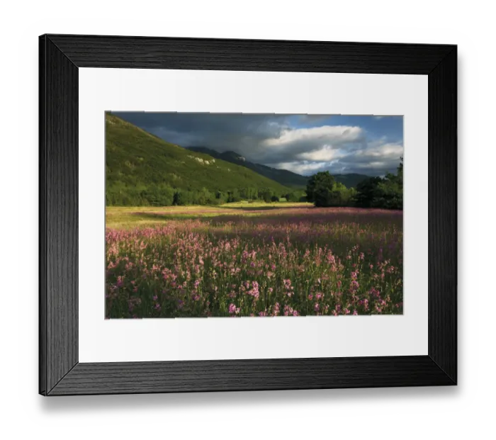 Framed Print : Meadow with flowering Sticky catchfly (Silene viscaria) and slopes of the Dinara mountain range Framed Print : Meadow with flowering Sticky catchfly (Silene viscaria) and slopes of the Dinara mountain range