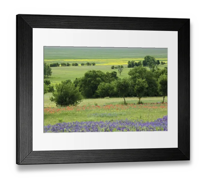 Framed Print : Flowering Hairy vetch (Vicia villosa) Common poppy (Papaver rhoeas) and Buttercup Framed Print : Flowering Hairy vetch (Vicia villosa) Common poppy (Papaver rhoeas) and Buttercup