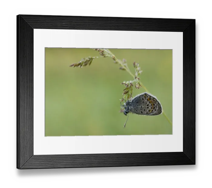 Framed Print : Amandas blue (Polyommatus amandus) on grass seed, Nuglasica area, Northern part Framed Print : Amandas blue (Polyommatus amandus) on grass seed, Nuglasica area, Northern part