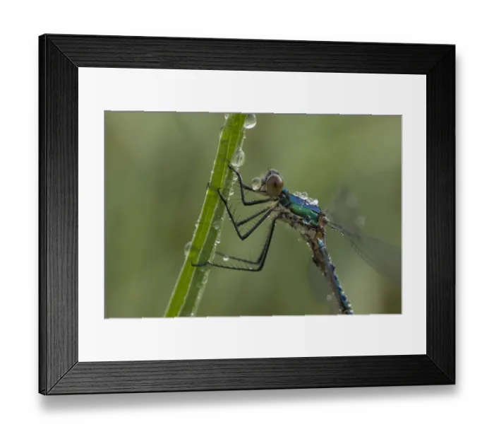 Framed Print : Imature male Emerald damselfly (Lestes sponsa) on leaf covered in water droplets
