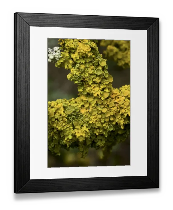 Framed Print : Lichens growing on a Blackthorn (Prunus spinosa) near Zadrzani village, Northern Livanjsko Polje Framed Print : Lichens growing on a Blackthorn (Prunus spinosa) near Zadrzani village, Northern Livanjsko Polje