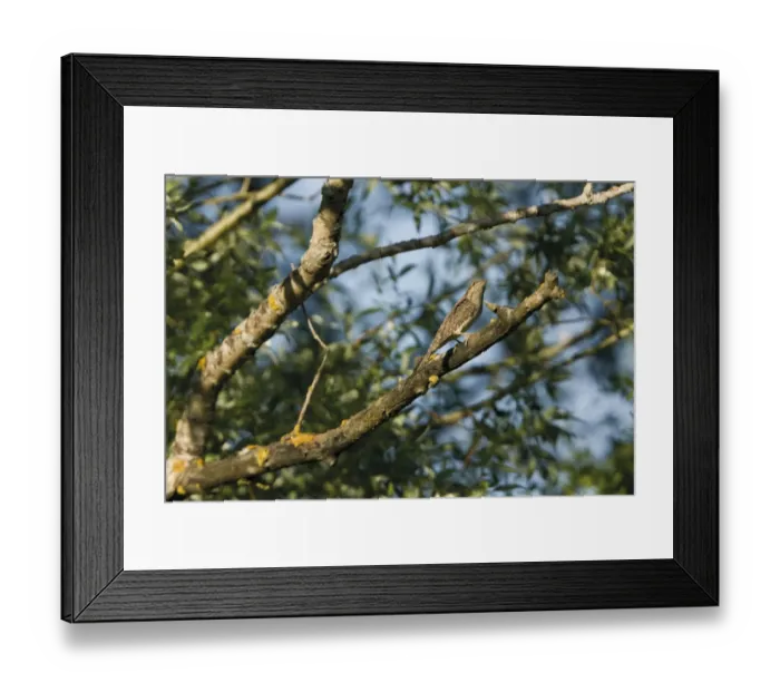 Framed Print : European wryneck (Jynx torquilla) on branch, Crni Lug area. Northern Livanjsko Polje Framed Print : European wryneck (Jynx torquilla) on branch, Crni Lug area. Northern Livanjsko Polje