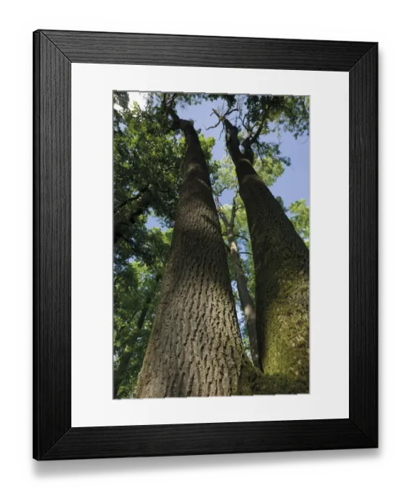 Framed Print : View up an Ash (Fraxinus sp) tree, in a forest, near Muilovcica village, Lonjsko Polje Nature Park Framed Print : View up an Ash (Fraxinus sp) tree, in a forest, near Muilovcica village, Lonjsko Polje Nature Park