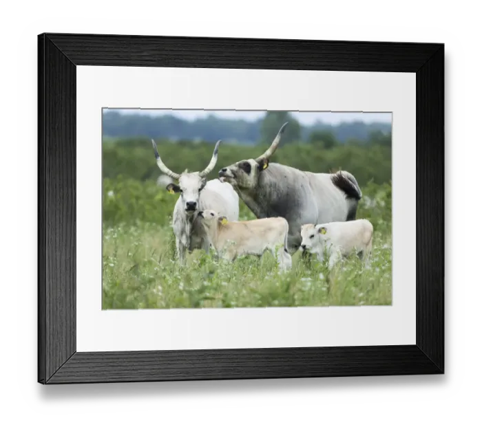 Framed Print : Slavonian Syrmian cattle (rare breed) in the meadows between Krapje and Drenov Bok Framed Print : Slavonian Syrmian cattle (rare breed) in the meadows between Krapje and Drenov Bok