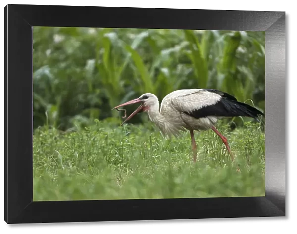 White stork (Ciconia ciconia) throwing Earthworm (Lumbricus sp) into air before feeding