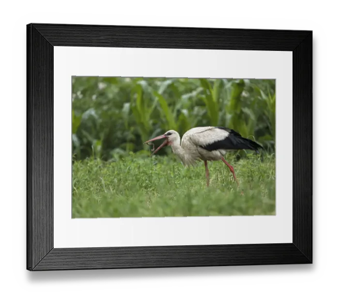 Framed Print : White stork (Ciconia ciconia) throwing Earthworm (Lumbricus sp) into air before feeding Framed Print : White stork (Ciconia ciconia) throwing Earthworm (Lumbricus sp) into air before feeding