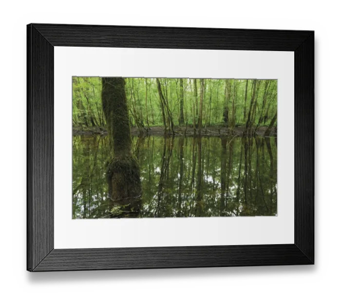 Framed Print : Pool of water left over from the flooded season in a Grey alder (Alnus incana) forest Framed Print : Pool of water left over from the flooded season in a Grey alder (Alnus incana) forest