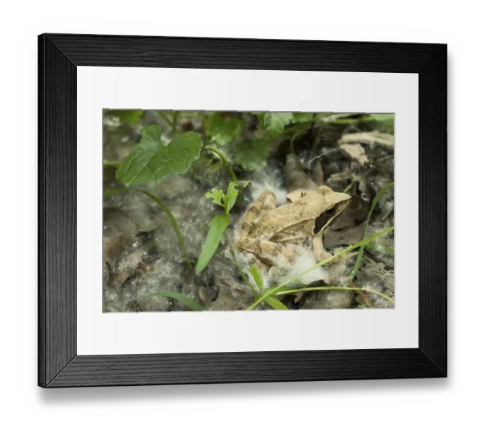 Framed Print : Agile frog (Rana dalmatina) in the undergrowth, with some white willow achenes, Sava river oxbow Framed Print : Agile frog (Rana dalmatina) in the undergrowth, with some white willow achenes, Sava river oxbow