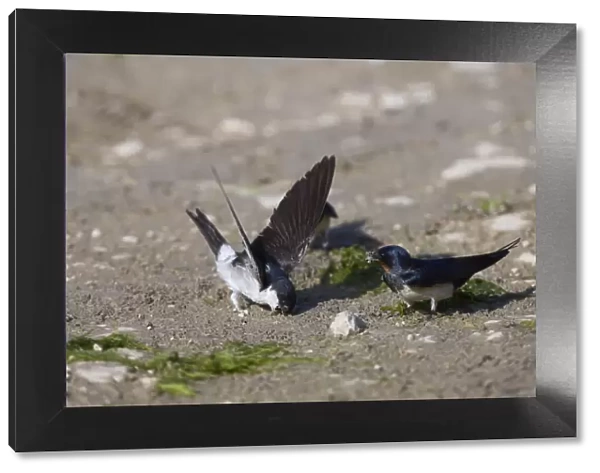 House martin (Delichon urbicum) and a Swallow (Hirundo rustica) collecting mud to build nests