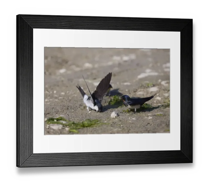Framed Print : House martin (Delichon urbicum) and a Swallow (Hirundo rustica) collecting mud to build nests Framed Print : House martin (Delichon urbicum) and a Swallow (Hirundo rustica) collecting mud to build nests