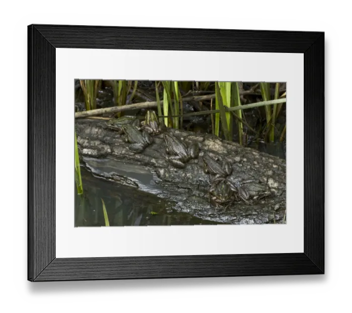 Framed Print : Common european frogs (Pelophylax kl. esculentus) the hybrid of the Pool frog (Pelophylax lessonae)