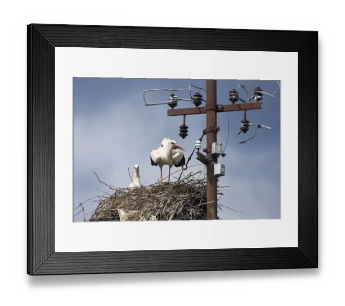 Framed Print : White stork (Ciconia ciconia) pair on nest, Jasenovac village, Lonjsko Polje Nature Park Framed Print : White stork (Ciconia ciconia) pair on nest, Jasenovac village, Lonjsko Polje Nature Park