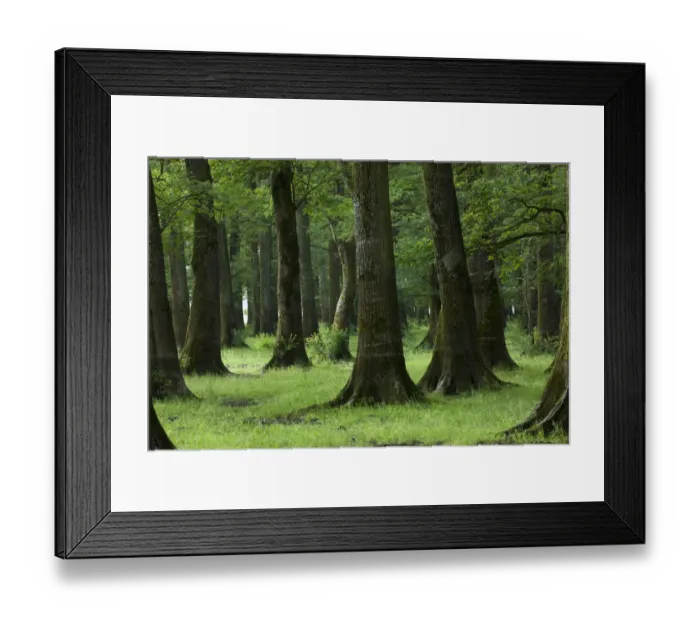 Framed Print : Slavonian / Common oak (Quercus robur) and Ash (Fraxinus sp) forest, near Muilovcica village Framed Print : Slavonian / Common oak (Quercus robur) and Ash (Fraxinus sp) forest, near Muilovcica village