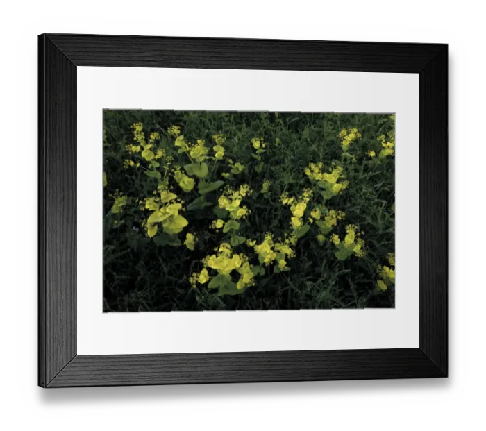 Framed Print : Perfoliate alexanders (Smyrnium perfoliatum) flowers and Hairy vetch (Vicia villosa) Bastasi area Framed Print : Perfoliate alexanders (Smyrnium perfoliatum) flowers and Hairy vetch (Vicia villosa) Bastasi area