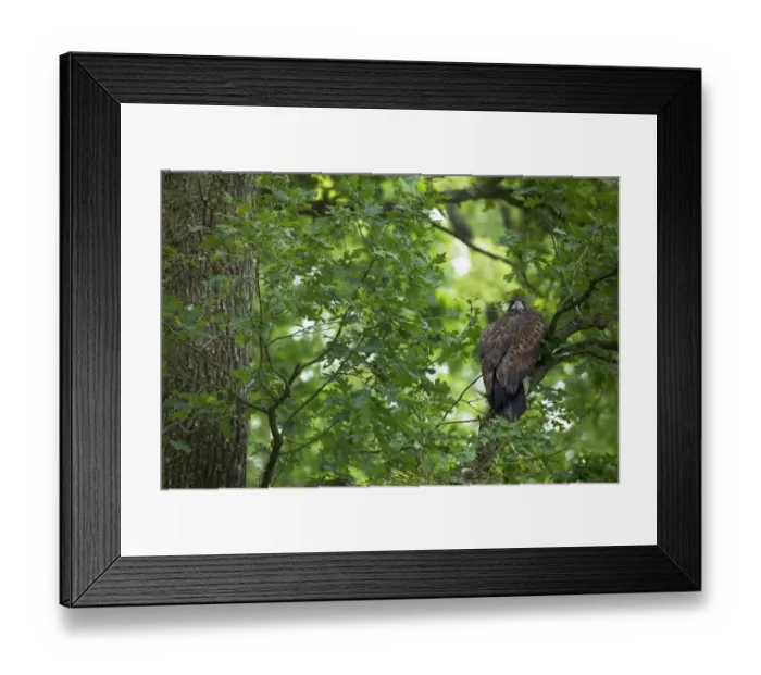 Framed Print : Juvenile White tailed eagle (Haliaeetus albicilla) in an Slovenian / Common oak Framed Print : Juvenile White tailed eagle (Haliaeetus albicilla) in an Slovenian / Common oak