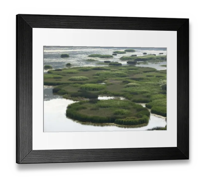 Framed Print : Reed (Phragmites australis) islands, Svitavsko Lake, Hutovo Blato Nature Park, Bosnia Framed Print : Reed (Phragmites australis) islands, Svitavsko Lake, Hutovo Blato Nature Park, Bosnia