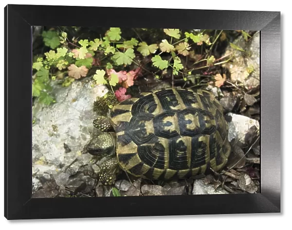 Hermanns  /  Dalmatian tortoise (Testudo hermanni hercegovinensis) near Svitava Lake