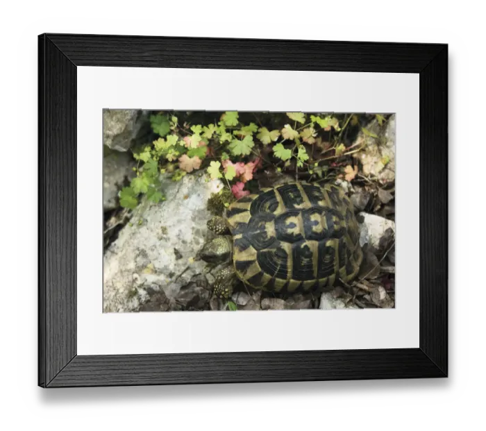 Framed Print : Hermanns / Dalmatian tortoise (Testudo hermanni hercegovinensis) near Svitava Lake Framed Print : Hermanns / Dalmatian tortoise (Testudo hermanni hercegovinensis) near Svitava Lake