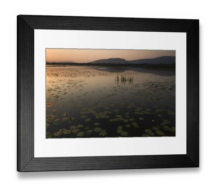Framed Print : Yellow water lilies (Nuphar lutea) and White water lilies (Nymphaea alba) on Deransko Framed Print : Yellow water lilies (Nuphar lutea) and White water lilies (Nymphaea alba) on Deransko