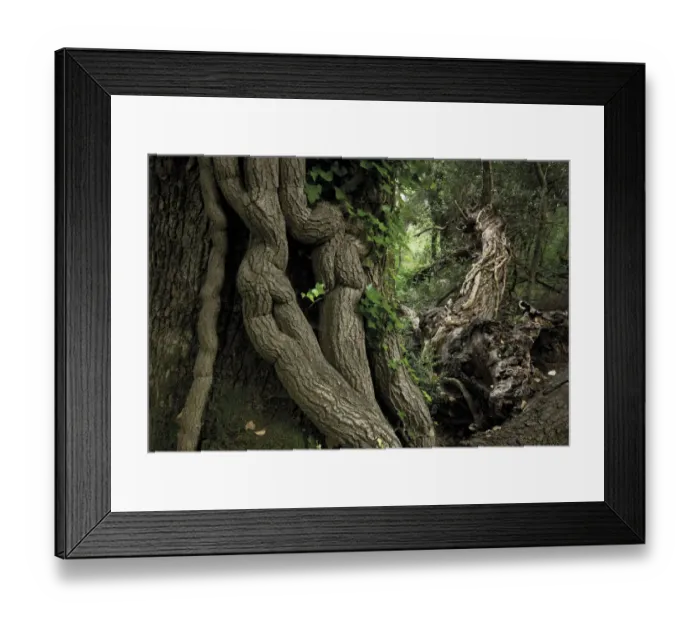Framed Print : Pedunculate oak (Quercus robur) covered in thick stems of Common ivy (Hedera helix) Framed Print : Pedunculate oak (Quercus robur) covered in thick stems of Common ivy (Hedera helix)