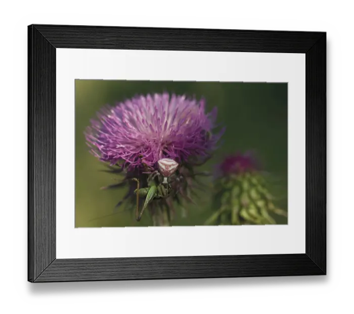 Framed Print : Crab spider (probably Thomisus onustus) preying on a Bush cricket (Tettigoniidae)