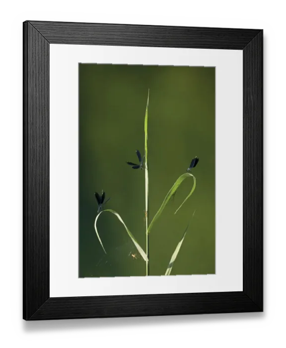 Framed Print : Three Beautiful demoiselles (Calopteryx virgo) and spiders on grass, Trebizat river