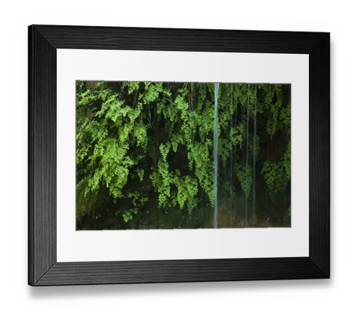 Framed Print : Black maidenhair fern (Adiantum capillus veneris) with water falling past, near Kravice falls Framed Print : Black maidenhair fern (Adiantum capillus veneris) with water falling past, near Kravice falls
