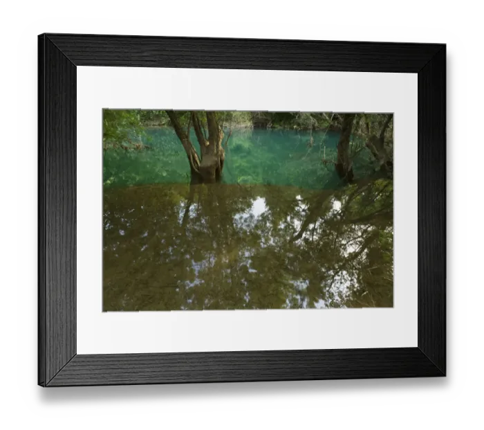 Framed Print : Ash tree (probably Fraxinus angustifolia) reflected in flood water in a forest along Framed Print : Ash tree (probably Fraxinus angustifolia) reflected in flood water in a forest along