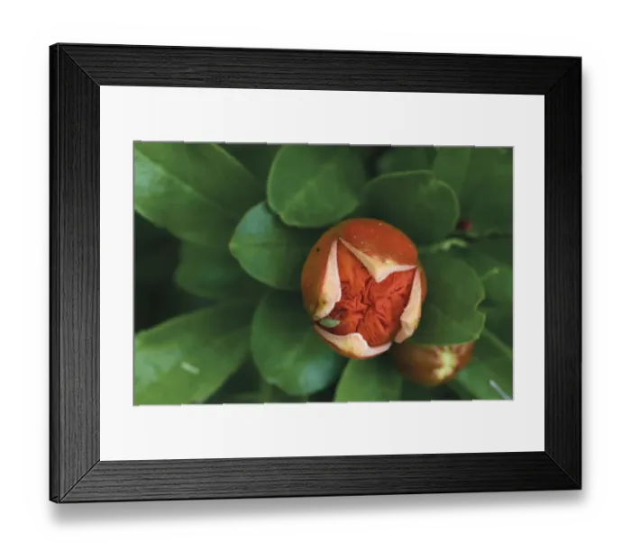 Framed Print : Pomegranate (Punica granatum) flower with an aphid on it, Hutovo Blato Nature Park Framed Print : Pomegranate (Punica granatum) flower with an aphid on it, Hutovo Blato Nature Park