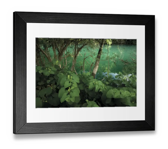 Framed Print : Flowering birtworth (Aristolochia clematitis) by Ash trees (probably Fraxinus angustifolia) Framed Print : Flowering birtworth (Aristolochia clematitis) by Ash trees (probably Fraxinus angustifolia)